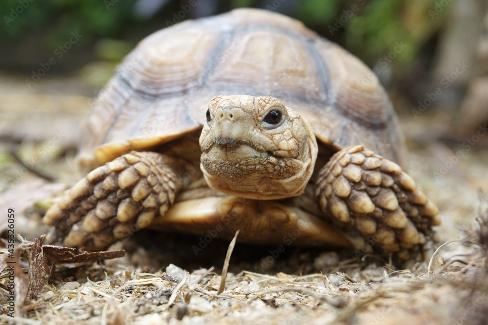 African Sulcata Tortoise Natural Habitat,Close up African spurred tortoise resting in the garden, Slow life ,Africa spurred tortoise sunbathe on ground with his protective shell ,Beautiful Tortoise
African Sulcata Tortoise Natural Habitat,Close up African spurred tortoise resting in the garden, Slow life ,Africa spurred tortoise sunbathe on ground with his protective shell ,Beautiful Tortoise