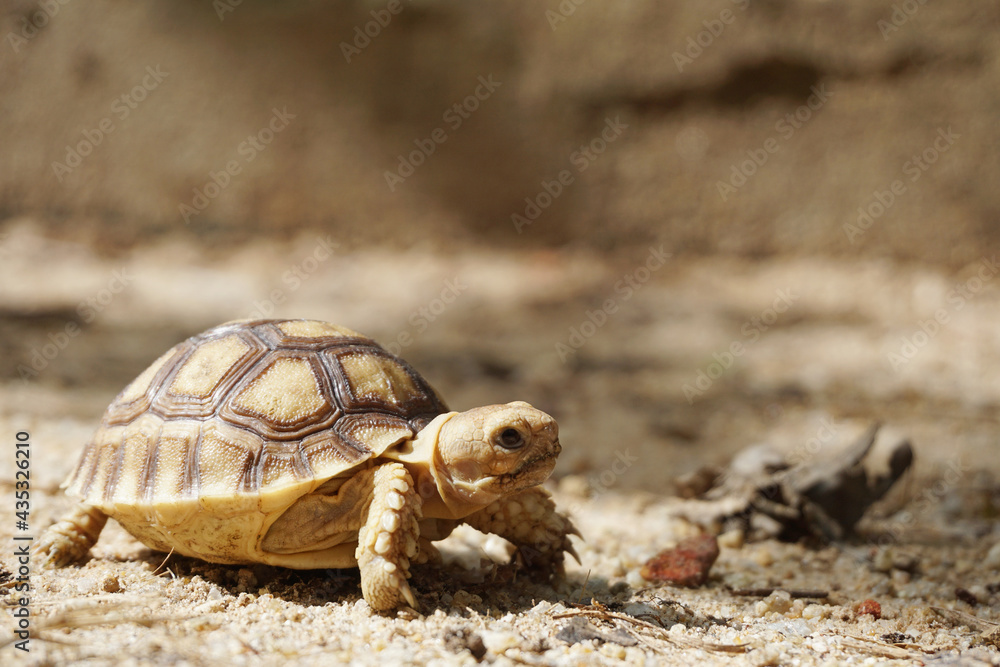 African Sulcata Tortoise Natural Habitat,Close up African spurred tortoise resting in the garden, Slow life ,Africa spurred tortoise sunbathe on ground with his protective shell ,Beautiful Tortoise
African Sulcata Tortoise Natural Habitat,Close up African spurred tortoise resting in the garden, Slow life ,Africa spurred tortoise sunbathe on ground with his protective shell ,Beautiful Tortoise