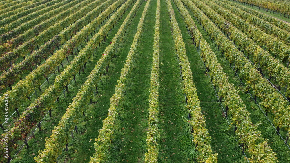 drone view over a large wine producing vineyard farm in northern Tasmania with yellow autumn growth, Tasmania, Australia