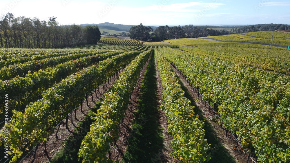 drone view over a large wine producing vineyard farm in northern Tasmania with yellow autumn growth, Tasmania, Australia