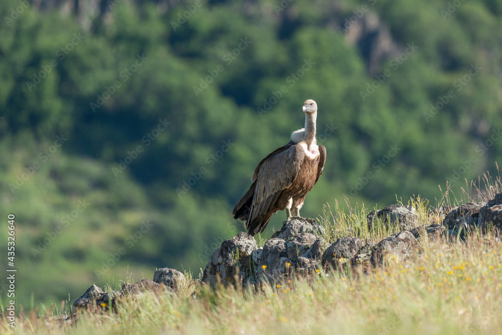 African Cape vulture (Gyps coprotheres) in Kruger national park, South Africa