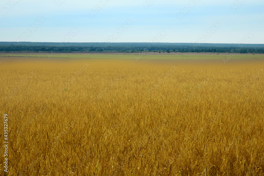 Field of wheat, agriculture. Mature grain. Cones of wheat grow in area on a farm. Wheat harvest. against the nature,