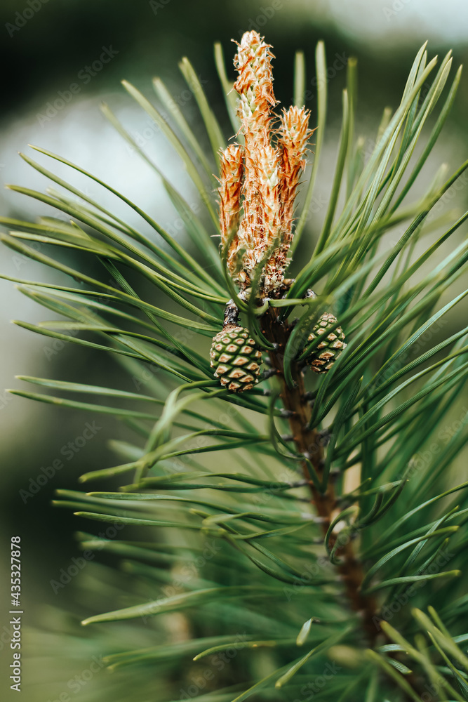 Coniferous pine tree branch with young fresh green cones in springtime. Natural floral background. Christmas, winter, New Year, nature concept. Selective focus. Coniferous pine tree branch with young fresh green cones in springtime. Natural floral background. Christmas, winter, New Year, nature concept. Selective focus.