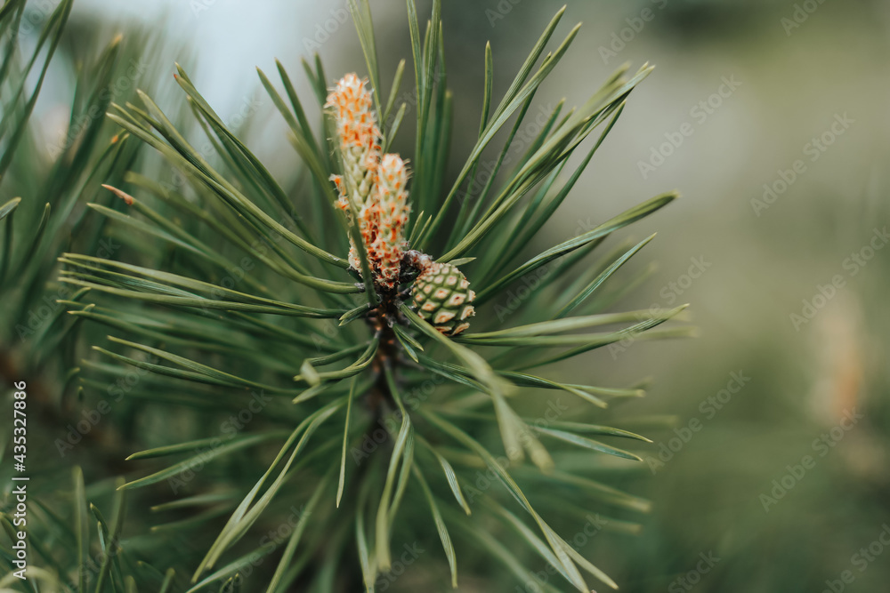Coniferous pine tree branch with young fresh green cones in springtime. Natural floral background. Christmas, winter, New Year, nature concept. Selective focus. Coniferous pine tree branch with young fresh green cones in springtime. Natural floral background. Christmas, winter, New Year, nature concept. Selective focus.