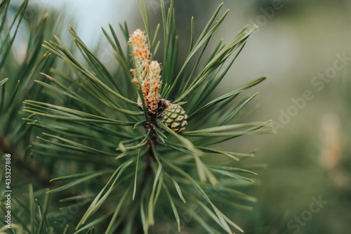 Konstfotografi Coniferous pine tree branch with young fresh green cones in springtime