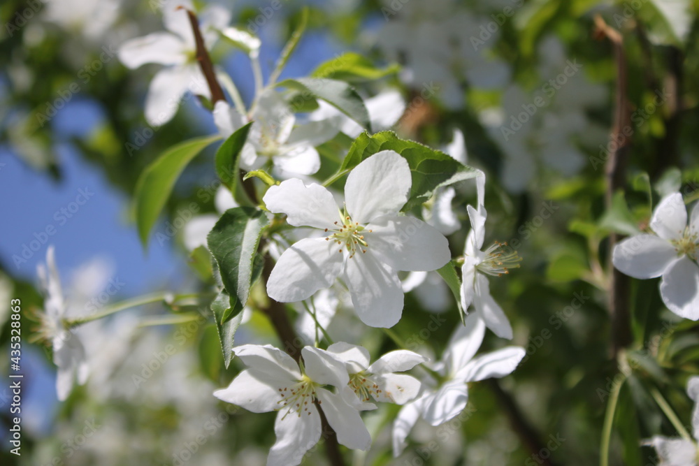 white flowers of apple white flowers of apple