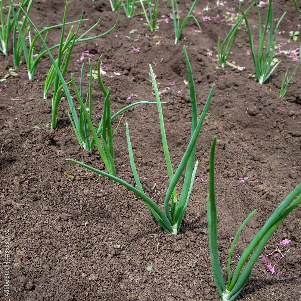 Young green onions in a field at the farm. Greens and vegetables in the beds in the spring. Agricultural production. Young green onions in a field at the farm. Greens and vegetables in the beds in the spring. Agricultural production.
