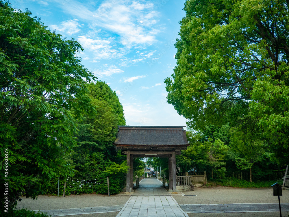 Obraz premium 新緑の神社