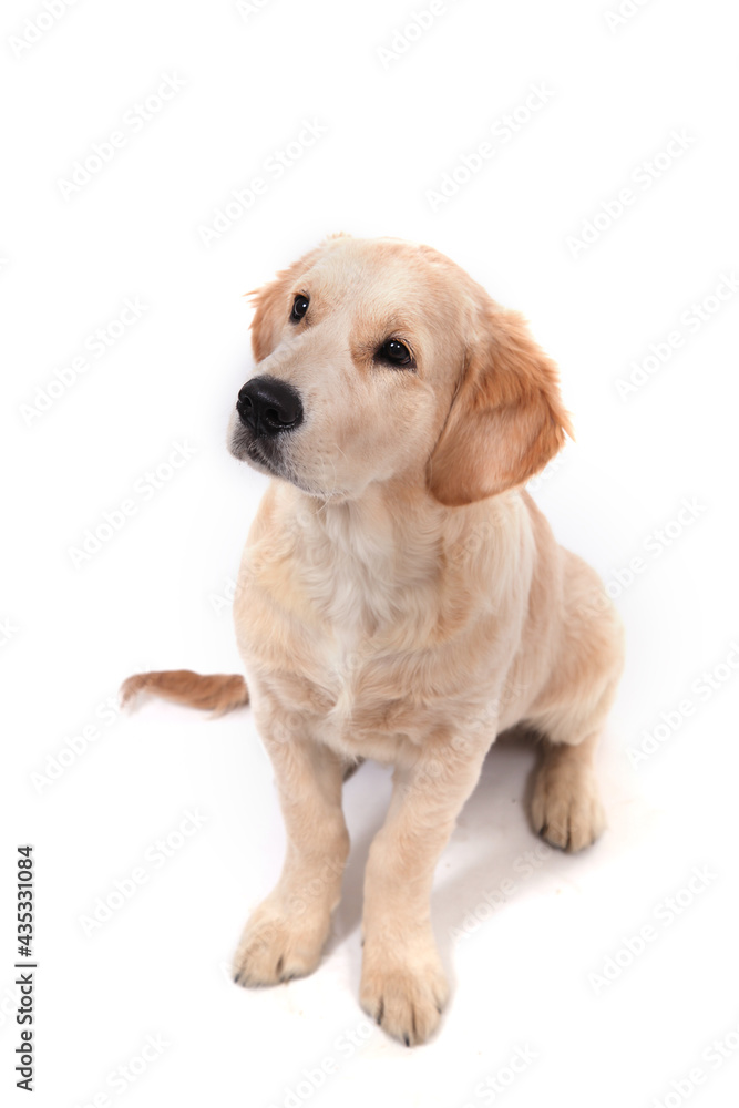 A cute funny puppy of Golden Retriever sits on an isolated white background and looks up. High quality photo A cute funny puppy of Golden Retriever sits on an isolated white background and looks up. High quality photo