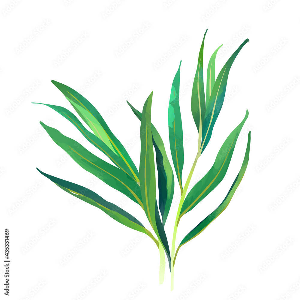 Watercolor Tarragon isolated on white background. Digital art painting.