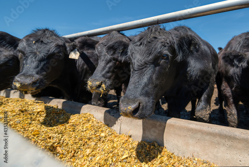 Black cows eat from their feeders.