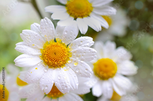 Beautiful chamomile flowers banner. Spring or summer nature scene with blooming daisy in sun flares. Soft focus. With copy space. Close up. Tiny Chamomile Flowers