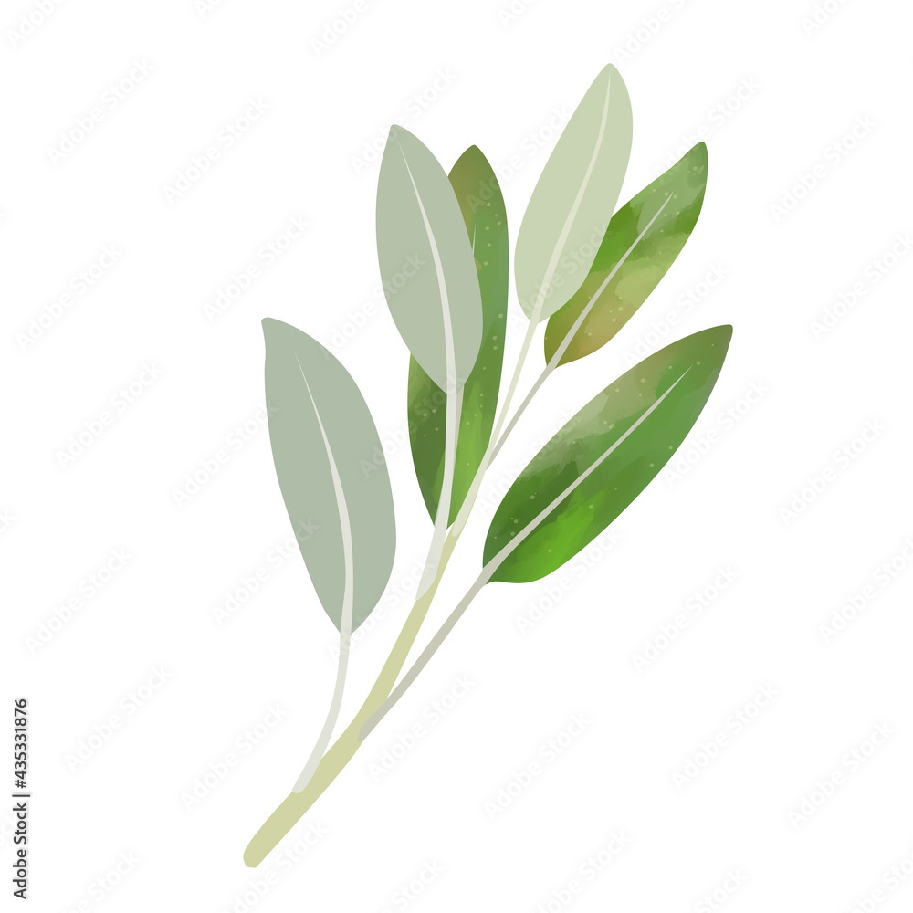 Naklejka premium Watercolor Sage isolated on white background. Digital art painting.