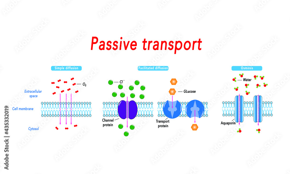 Passive transport [simple and facilitated diffusion and osmosis]