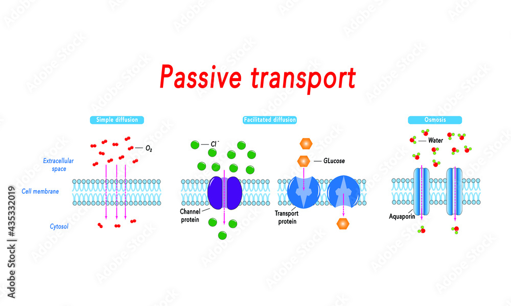 Passive Transport simple And Facilitated Diffusion And Osmosis Stock