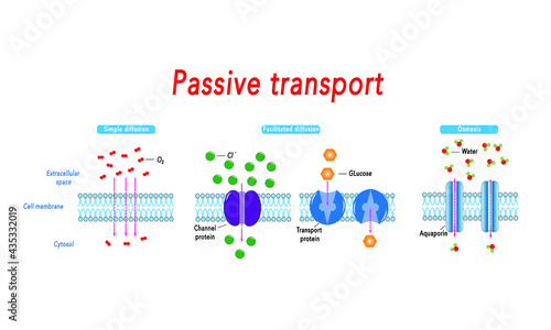 Passive transport [simple and facilitated diffusion and osmosis] photo