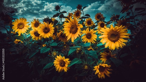 Kilka kwiatów słonecznika na tle nieba