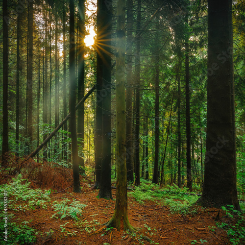 Widok drzew w lesie - drzewa iglaste w porannym słońcu, las iglasty