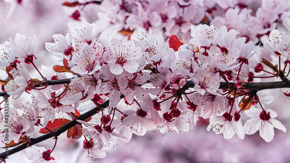 Wiosenne różowe kwiaty kwitnące na drzewie z bliska Stock Photo | Adobe  Stock