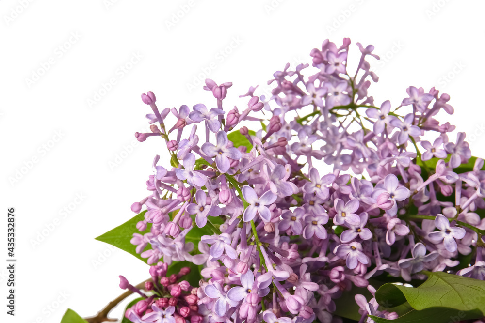 Beautiful lilac flowers on white background Beautiful lilac flowers on white background