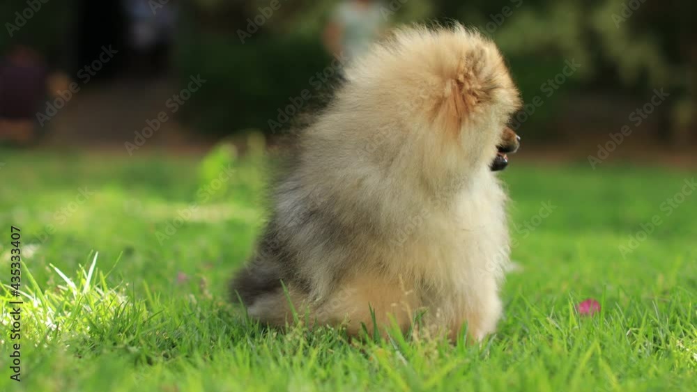Portrait of cute pomeranian dog at the park Portrait of cute pomeranian dog at the park