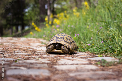 Fototapeta Naklejka Na Ścianę i Meble -  A small turtle hid in a shell on a walking stone path. Ohrid, North Macedonia