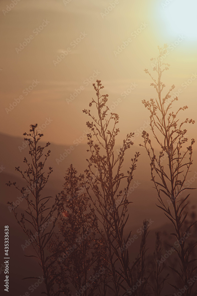 Summer sunset atmosphere with natural forest. Summer sunset atmosphere with natural forest.