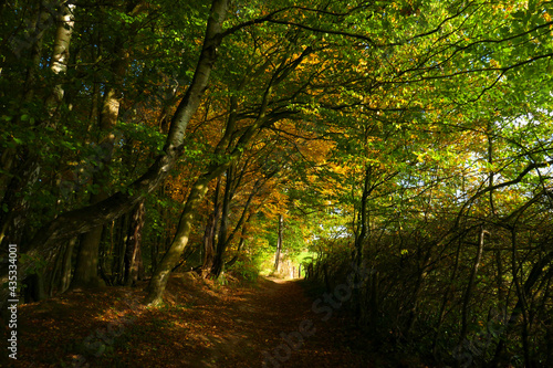 Duvenstedter Brook im Herbst