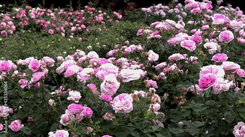 Wallpaper Mural 風に揺れるローズガーデンのピンクローズ フィックス 15sec Torontodigital.ca