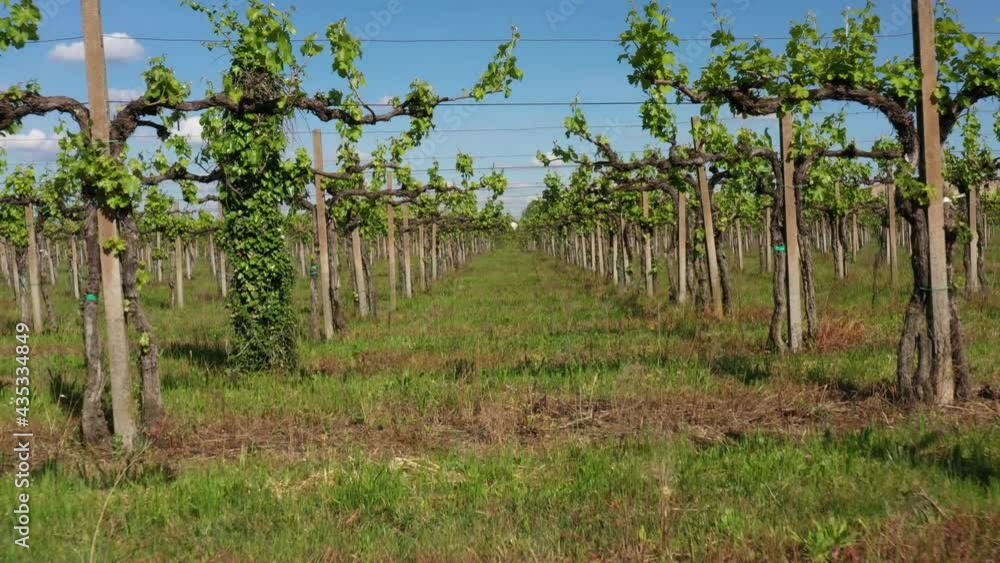 Flight back between vineyards in Italy. Low flight between vineyards, new harvest. Old vineyards new harvest. The movement of the vineyards. Flight back between vineyards in Italy. Low flight between vineyards, new harvest. Old vineyards new harvest. The movement of the vineyards.