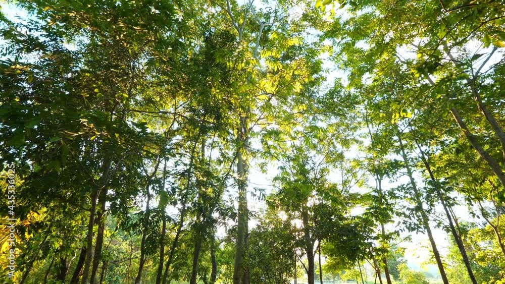 Nature sunlight shining through tree Nature sunlight shining through tree