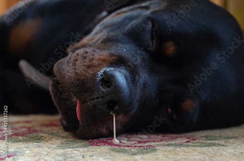 Photography Disease in animals, colds in dogs concept. Portrait of a sleepin