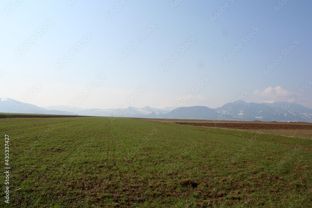 Fototapeta premium green agricultural field with snow-capped mountains in background