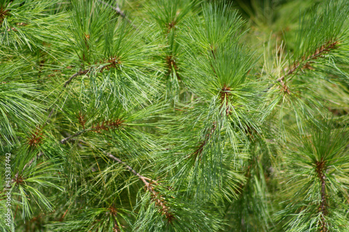 Eastern white pine closeup view f it