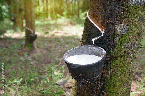 Close up Natural rubber latex trapped from rubber tree, Latex of rubber flows into a bowl photo