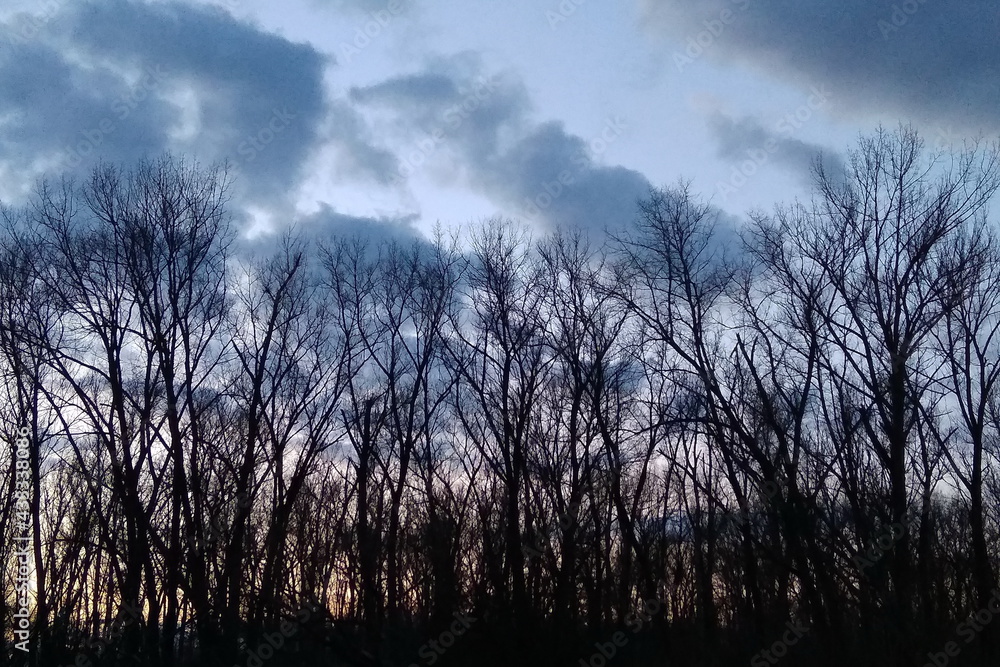 Photo of an early spring evening, trees against the evening sky. Romantic background. Spring, evening, beautiful. Photo of an early spring evening, trees against the evening sky. Romantic background. Spring, evening, beautiful.