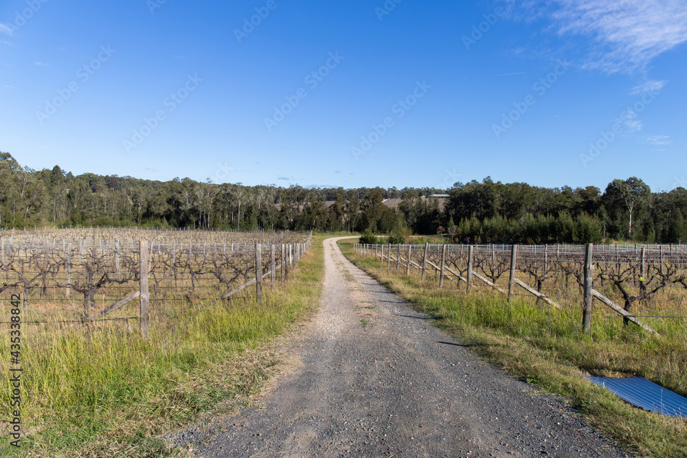 Gravel road in between vineyards.