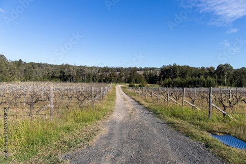 Gravel road in between vineyards.