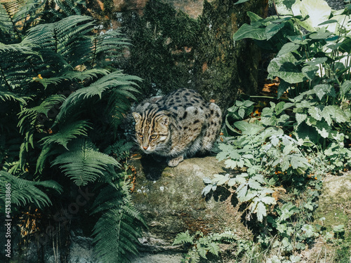 Photography Wild Cat