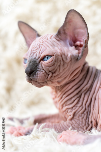 Portrait of Canadian Sphynx Cat kitten with big blue eyes lying on white carpet with long pile. Close-up side view of beautiful hairless female kitten.