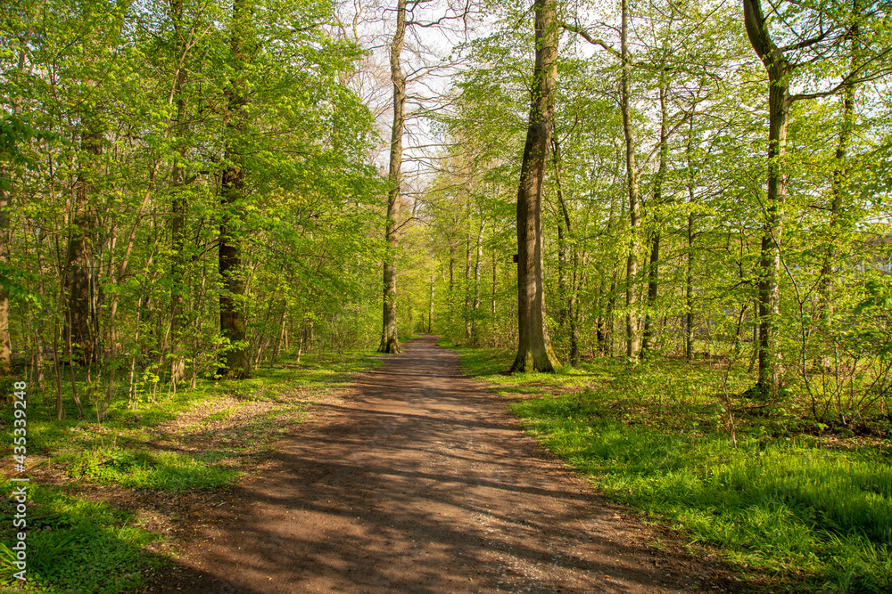 Fototapeta premium Spring in German Forest