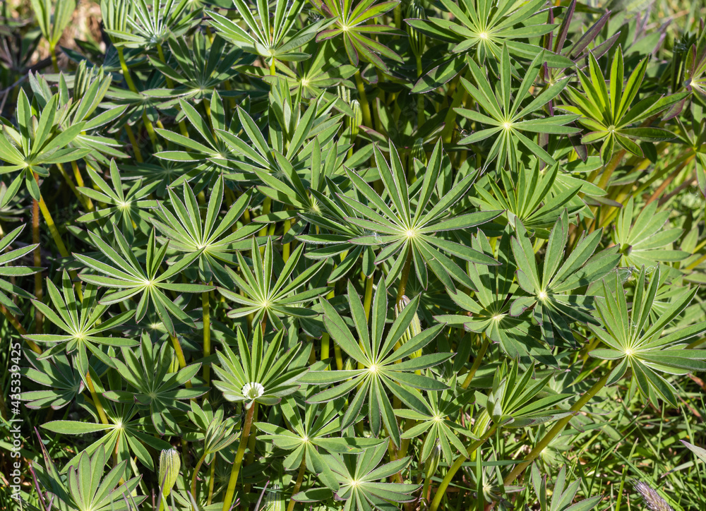 Close up Lupin leaves top view - Lupinus polyphyllus on the field. Close up Lupin leaves top view - Lupinus polyphyllus on the field.