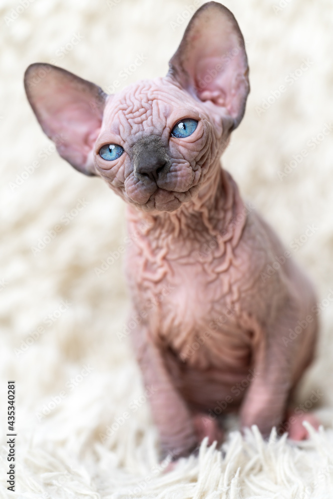 Portrait of adorable Canadian Sphynx Cat kitten with big blue eyes sitting on white carpet with long pile. Close-up front view of hairless female kitten.