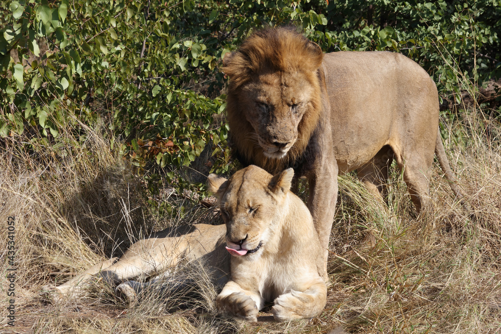 Fototapeta premium Afrikanischer Löwe / African lion / Panthera leo..