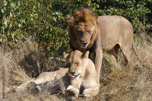Afrikanischer L  we   African lion   Panthera leo..