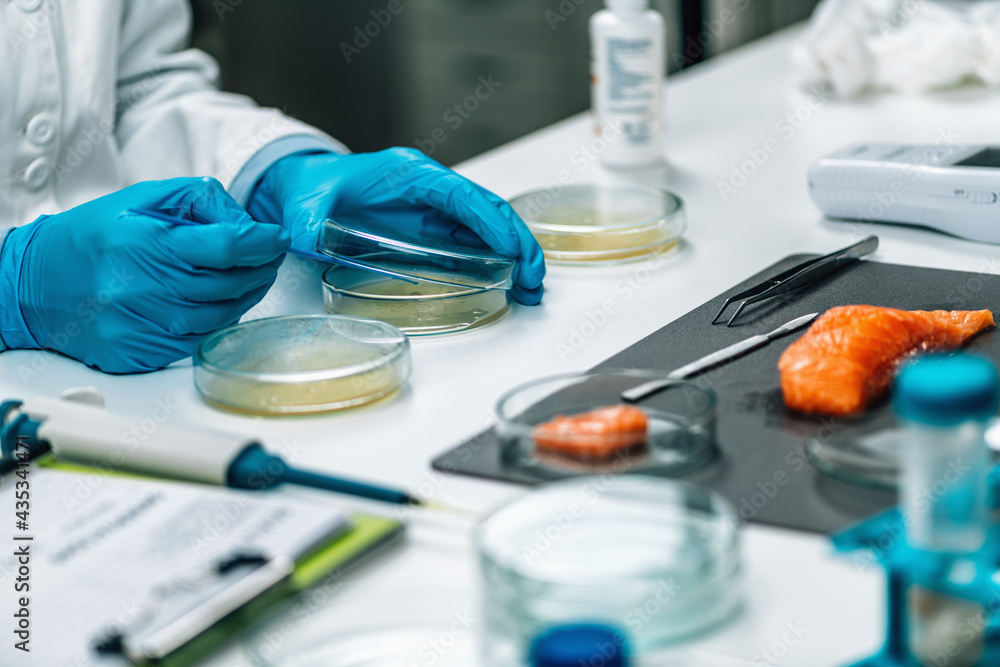 Fototapeta premium Microbiological Quality Assessment - Testing Salmon Fish Sample