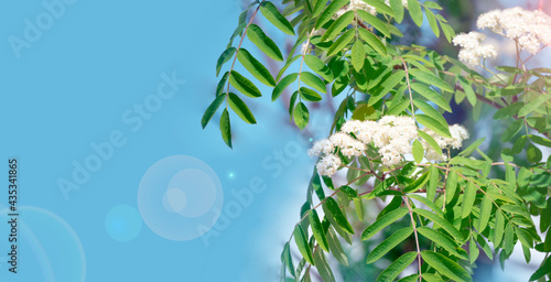 Green rowan leaves on flowering branches close-up on a blue sky background with a sun glare. Spring sunny natural banner with white flowers on tree branches.