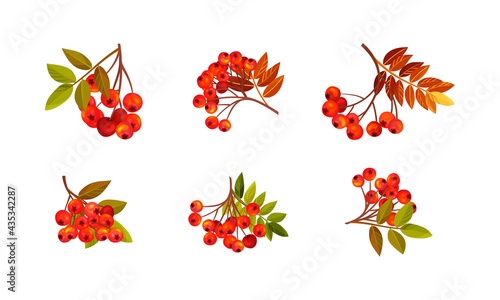 Rowan Branches with Berry Clusters and Pinnate Leaves Vector Set