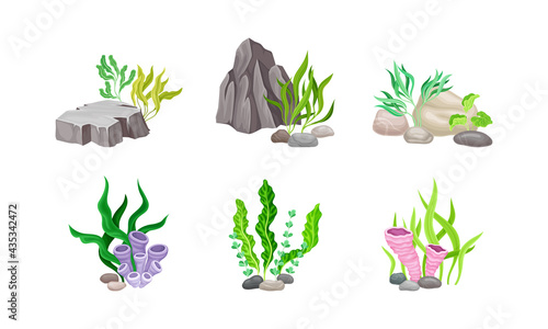 Angulated and Smooth Sea Stones with Seaweeds and Algae Vector Composition Set