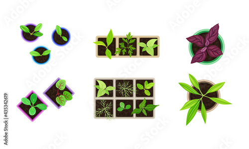 Seedling or Young Plants Growing in Plastic Pots and Boxes Above View Vector Set